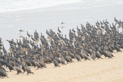 Phalacrocorax capensis
