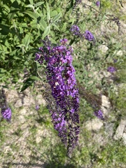 Buddleja