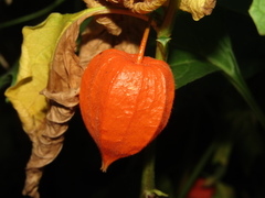 Alkekengi officinarum