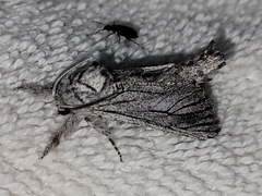 Inguromorpha itzalana