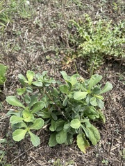 Sixalix atropurpurea