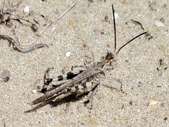 Psinidia fenestralis