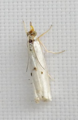 Microcrambus biguttellus