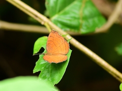Ariadne specularia