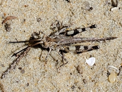 Psinidia fenestralis