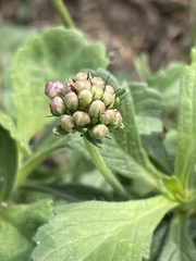 Sixalix atropurpurea