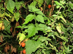 Alkekengi officinarum