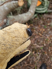 Oniscidea