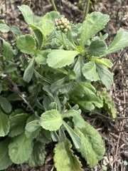 Sixalix atropurpurea