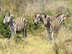 Equus quagga burchellii