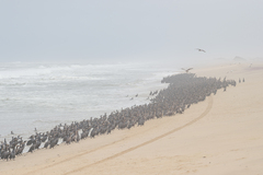 Phalacrocorax capensis