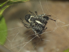 Stegodyphus tibialis