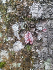 Herpothallon