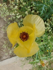 Argemone aenea