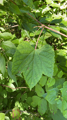 Ampelopsis glandulosa