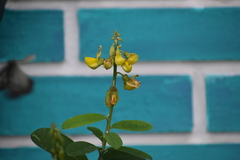 Crotalaria retusa