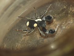 Stegodyphus tibialis