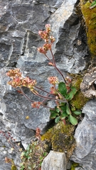 Micranthes hieraciifolia