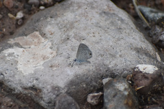 Hemiargus ceraunus astenidas
