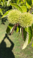 Castanea mollissima