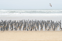 Phalacrocorax capensis