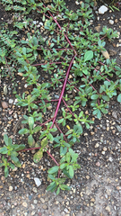 Portulaca oleracea