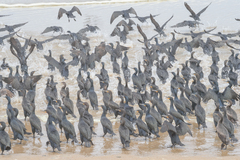 Phalacrocorax capensis