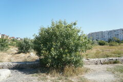 Pistacia atlantica mutica