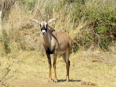 Hippotragus equinus equinus