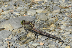 Dromogomphus spinosus