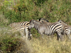 Equus quagga burchellii