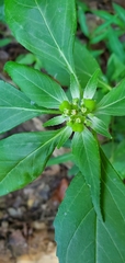 Euphorbia dentata