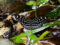 Lexias albopunctata