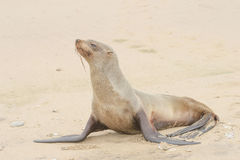 Arctocephalus pusillus pusillus