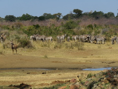 Equus quagga burchellii