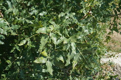 Pistacia atlantica mutica