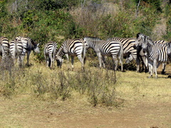 Equus quagga burchellii
