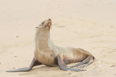 Arctocephalus pusillus pusillus