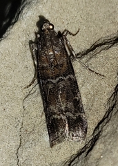 Dioryctria