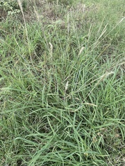 Bothriochloa laguroides