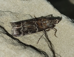 Dioryctria