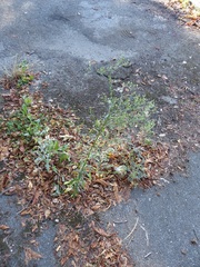 Erigeron floribundus