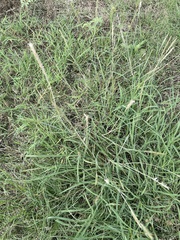 Bothriochloa laguroides