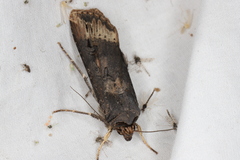 Agrotis