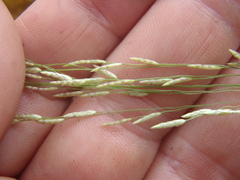 Eragrostis mexicana