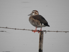 Callonetta leucophrys