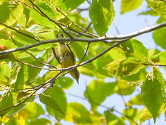 Vireo olivaceus