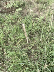 Bothriochloa laguroides