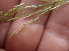 Eragrostis mexicana