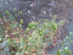 Erigeron floribundus